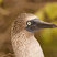 Blue-footed Booby